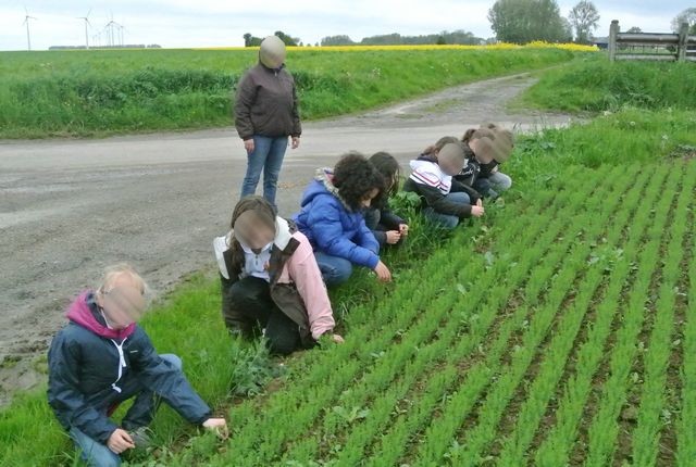 Ferme pédagogique : visite champ centre aéré été