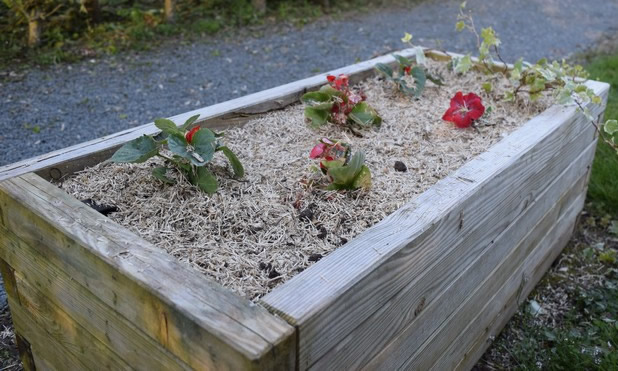 paillis lin somme fleurs